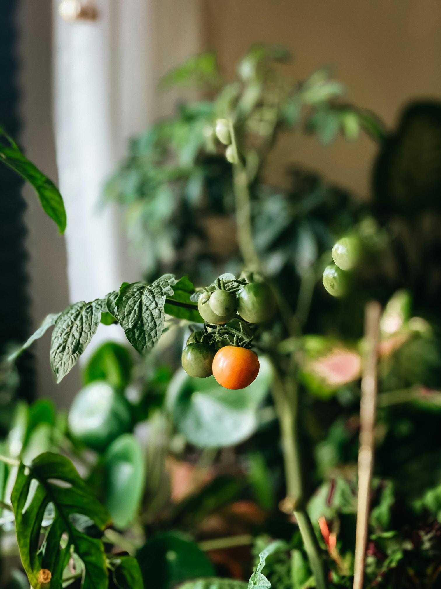 Kryteria wyboru odmian pomidorów do uprawy domowej
