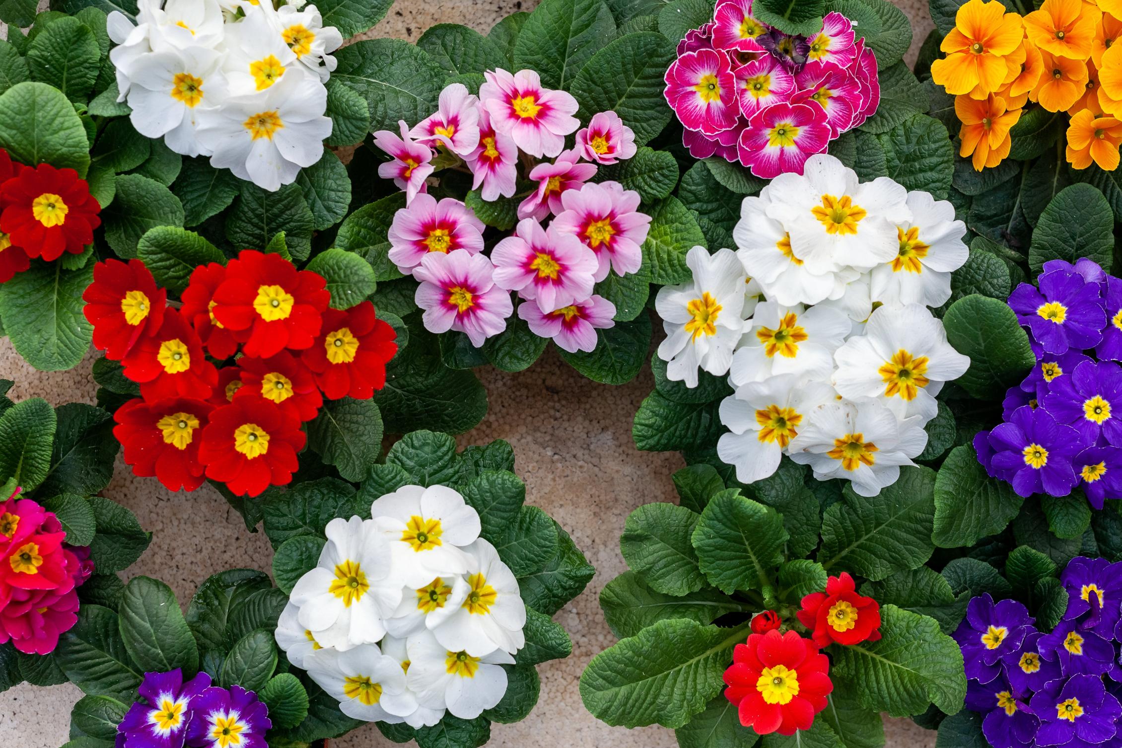 Wieloletnie kwitnienie – jak wybrać byliny o różnych porach kwitnienia